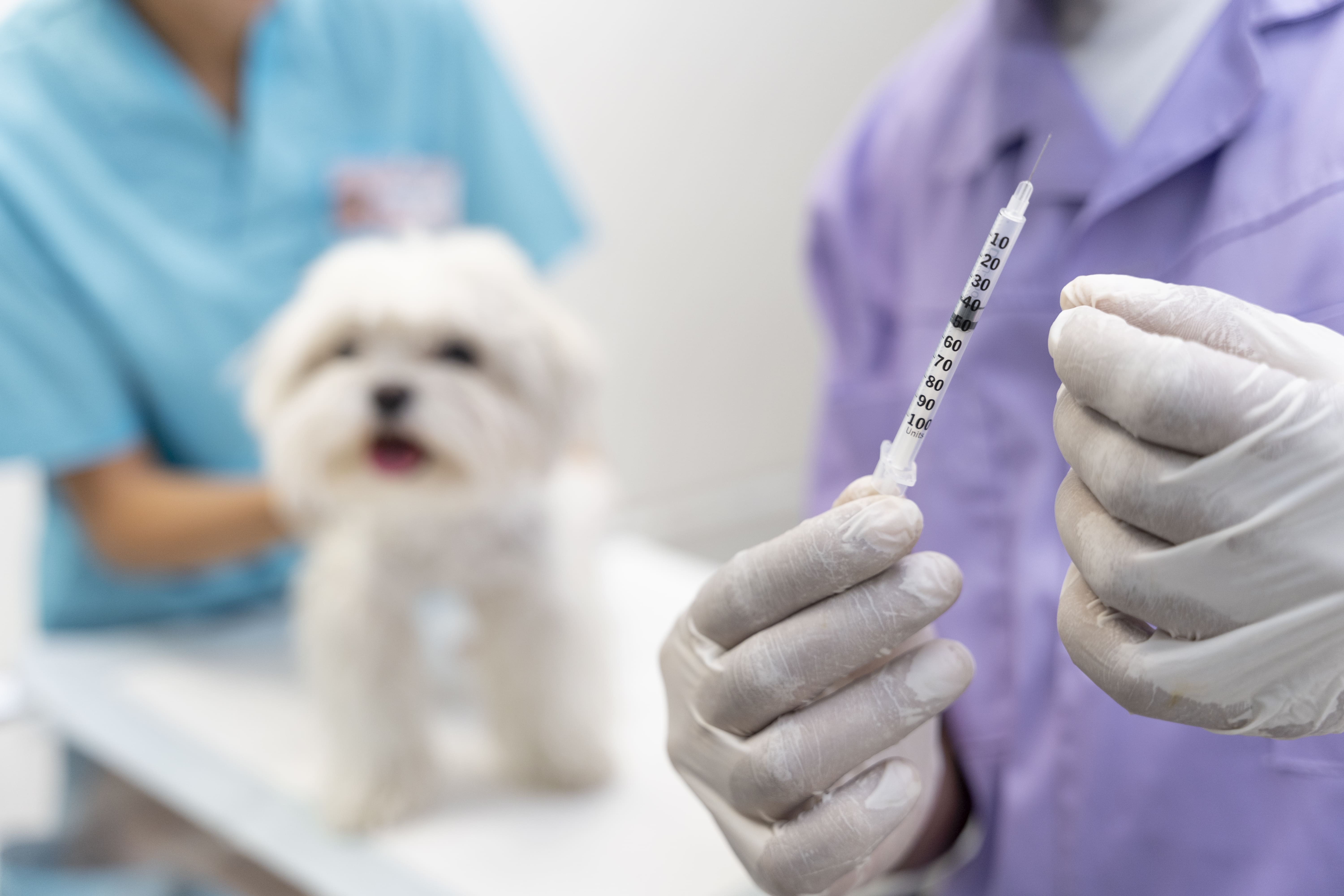 Anestesiologia Veterinária